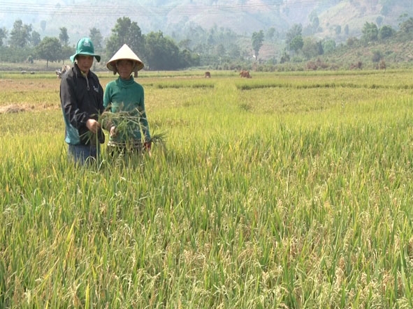 Hướng dẫn viên cộng đồng giám sát trồng lúa trên cánh đồng xã Đắk Nuê, huyện Lắk.