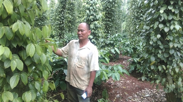 Vườn cà phê xen hồ tiêu của gia đình ông Huỳnh Văn Hiền (thôn 4, xã Cư Suê) cho hiệu quả kinh tế cao.