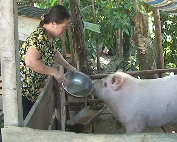 Từ nguồn vốn vay ưu đãi, chị H’Mri Niê (buôn M’Yui, xã Ea Trang, huyện M’Đrắk)  đầu tư nuôi heo thịt, có thu nhập mỗi năm hàng chục triệu đồng.