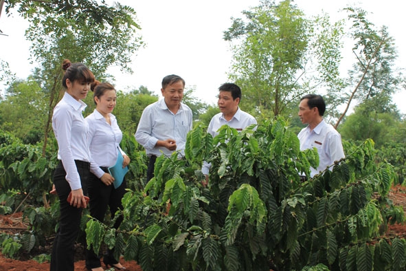 Cán bộ Agribank Đắk Lắk kiểm tra tiến độ tái canh cà phê tại Công ty  Cà phê Việt Đức.   Ảnh: Giang Nam