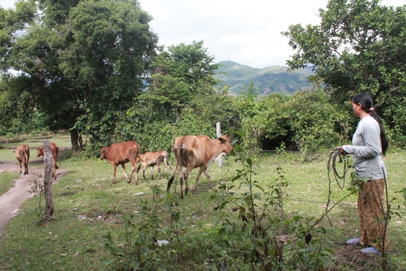 Chăn nuôi gia súc thả rông trên địa bàn huyện Lắk.