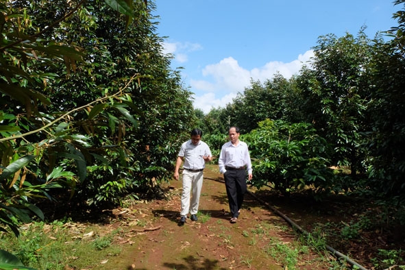 Mô hình trồng  sầu riêng ghép  trồng xen trong vườn  cà phê  cho  hiệu quả kinh tế cao  tại xã Ea Kpam.