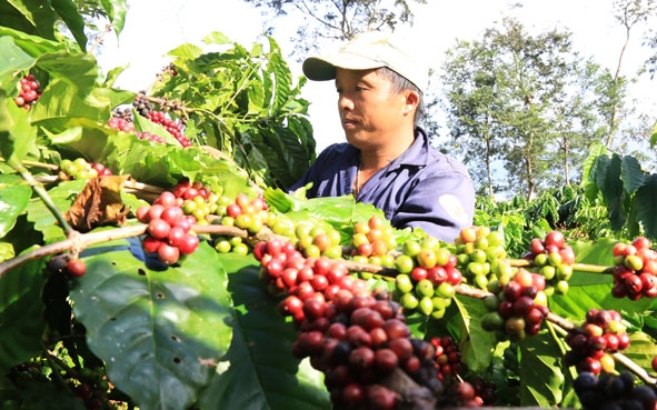 Người dân huyện Krông Pắc  thu hái cà phê.