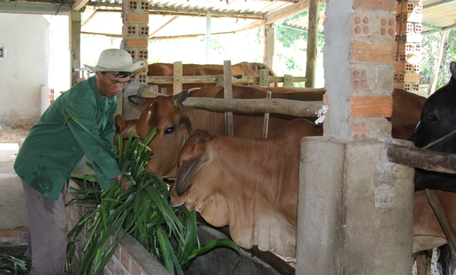 Nuôi bò bán công nghiệp của một hộ dân tại xã Cư Huê