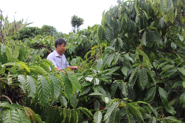 Một vườn cà phê bền vững ở huyện Cư M'gar