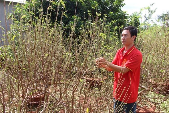 Anh Đoàn Xuân Khâm (thôn Đại Đồng, xã Ea Nuôl, huyện Buôn Đôn) chăm sóc vườn đào. 