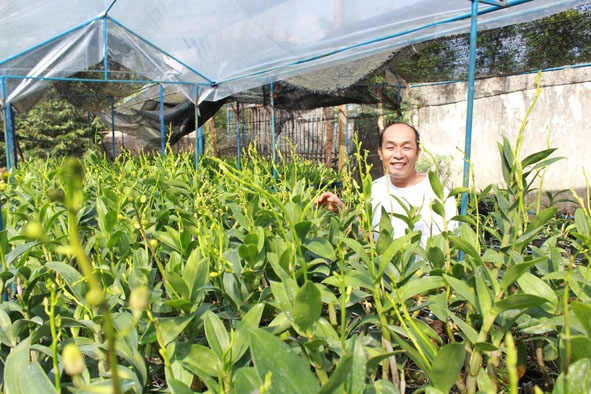 Hoa lan bằng giống nuôi cấy mô được trồng tại thị trấn Ea Pốk, huyện Cư M’gar.