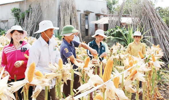 Nông dân huyện Ea Kar tham quan mô hình trồng ngô chất lượng cao tại xã Cư Huê.