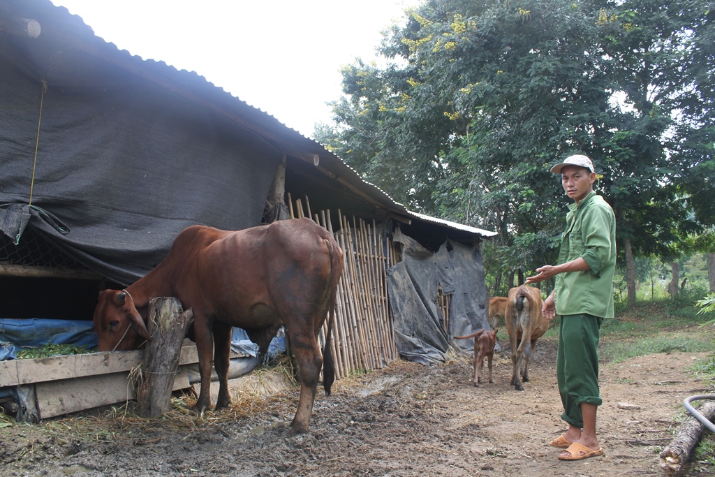 Mô hình nuôi bò nhốt chuồng của một hộ dân xã Yang Reh, huyện Krông Bông