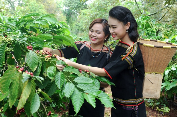 Ảnh bên:  Phùng Bảo Ngọc Vân (bìa phải) tham quan và trải nghiệm về hoạt động sản xuất cà phê tại Đắk Lắk.  Ảnh: L. Hương