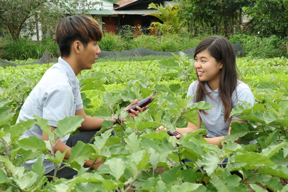 Chị Karin Noto, sinh viên thực tập người Nhật Bản tìm hiểu quy trình sản xuất rau sạch của Công ty Nico Nico Yasai 