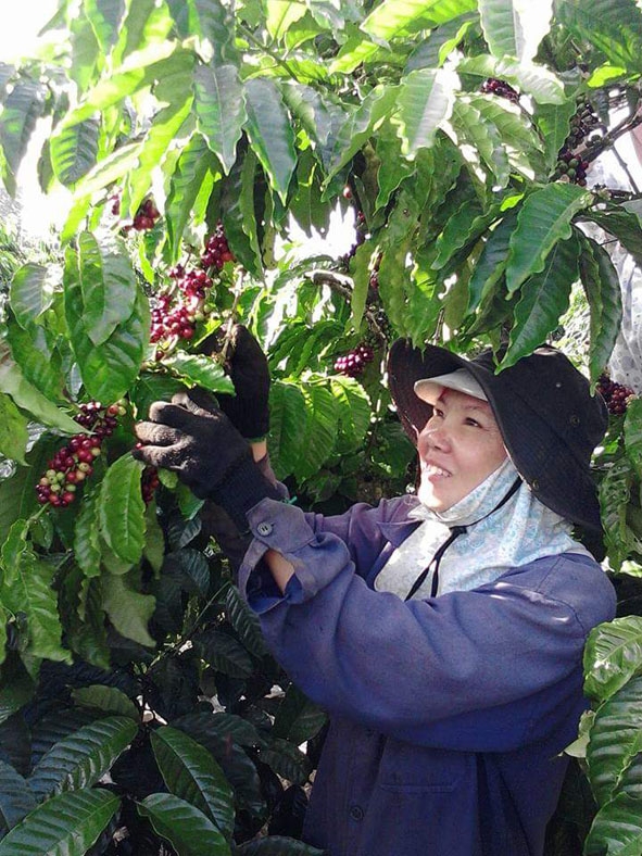 Nông dân xã Ea Lai tập trung thu hoạch  diện tích cà phê còn lại. 
