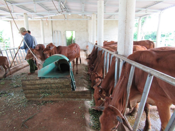 Đàn bò của gia đình ông Phạm Văn Viên nuôi theo hướng nông nghiệp hiện đại.   