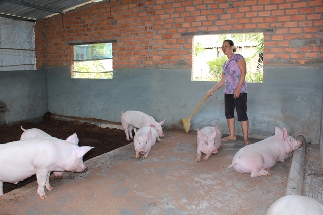 Chăn nuôi heo sử dụng đệm lót sinh học tại huyện Cư Kuin