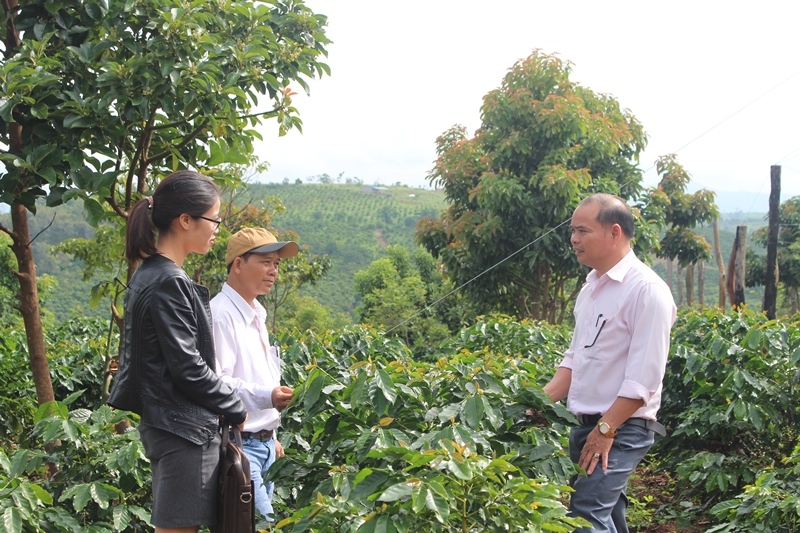 Cán bộ Hội Nông dân tỉnh tham quan mô hình sản xuất cà phê bền vững tại huyện Ea H'leo