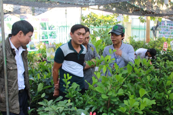 Người dân tham quan gian hàng cây giống tại Hội chợ - Triển Lãm chuyên ngành cà phê năm 2015. 
