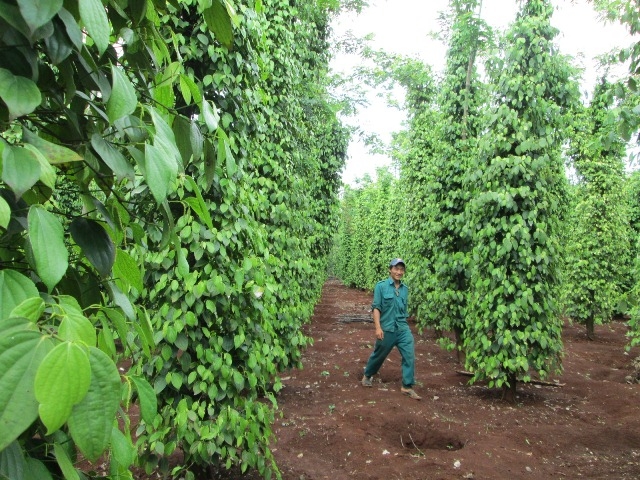 Một vườn tiêu sản xuất theo hướng bền vững tại huyện Cư Kuin