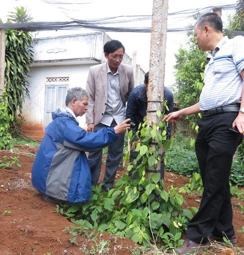 Cán bộ Chi cục Trồng trọt và Bảo vệ thực vật kiểm tra tình hình sâu bệnh trên hồ tiêu tại huyện Krông Pắc