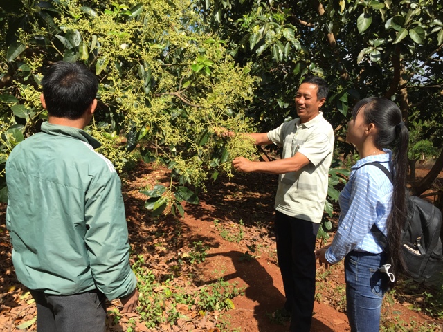 Anh Bành Việt Tùng (giữa) giới thiệu về vườn bơ Booth của gia đình cho người dân đến tham quan.