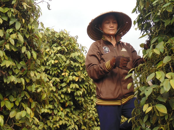 Cô Phạm Thị Hiền đang chăm sóc vườn tiêu của gia đình.