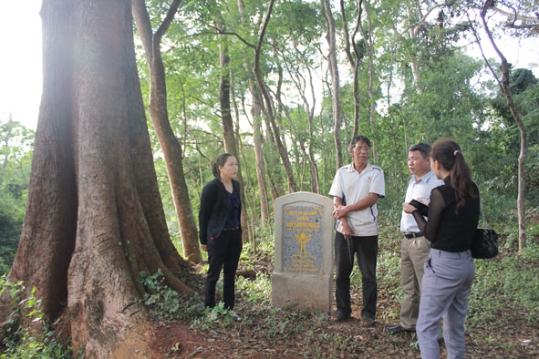 Rừng  đầu nguồn buôn K'mrơng Prông B  (xã Ea Tu, TP. Buôn Ma Thuột)  vẫn còn giữ được nét nguyên sinh  với nhiều  cây cổ thụ.    