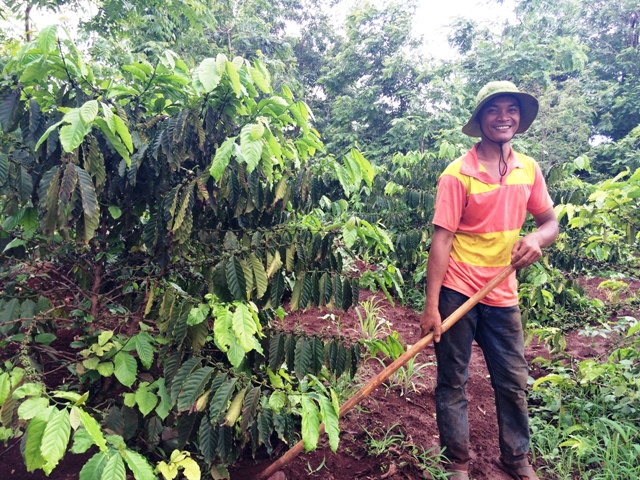 Anh Y’Nguyên Byă đang chăm sóc vườn cà phê tái canh mới bước qua tuổi thứ 3 của mình.
