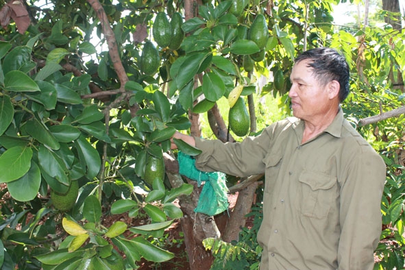 Mô hình đa cây đem lại nguồn thu nhập ổn định cho gia đình bệnh binh Nguyễn Đức Vĩnh.  
