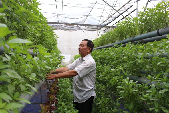 Vườn rau được trồng theo phương pháp thủy canh hồi lưu của ông Trần Kim Hội. 