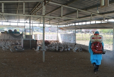 Cán bộ Trung tâm Y tế huyện Lắk phun hóa chất chủ động phòng chống cúm gia cầm tại một trang trại nuôi vịt trên địa bàn. 
