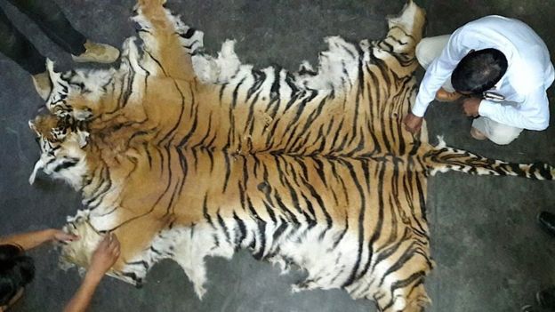 Một bộ da hổ bị bắt giữ tại Uttarakhan, miền Bắc Ấn Độ vào tháng 5-2016.