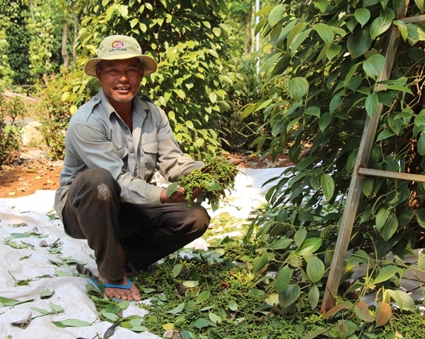 Nông dân huyện Cư Kuin thu hoạch hồ tiêu