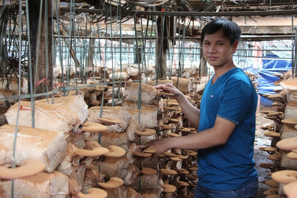 Trang trại trồng nấm linh chi đỏ sắp cho thu hoạch của gia đình anh  Nguyễn Văn Chiến. 