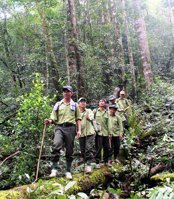 Lực lượng kiểm lâm Vườn Quốc gia Chư Yang Sin tuần tra bảo vệ rừng.