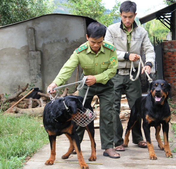 Vườn Quốc gia Chư Yang Sin sử dụng chó nghiệp vụ trong tuần tra bảo vệ rừng.  