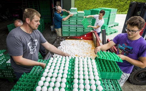 Nông dân Hà Lan tiêu hủy trứng bị nghi nhiễm độc. Ảnh: Reuters