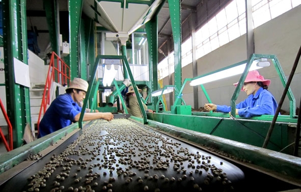 Chế biến  cà phê  xuất khẩu  tại Công ty  Cổ phần  Cà phê  Phước An. 