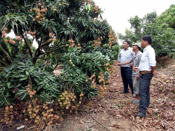 Mô hình trồng vải thiều mang lại hiệu quả kinh tế cao ở xã Ea Pil (huyện M'Đrắk). 