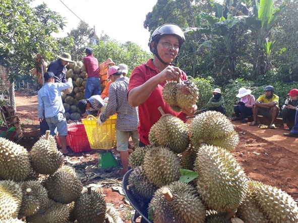 Nông dân Krông Pắc  vui mừng vì  sầu riêng năm nay được mùa được giá. 
