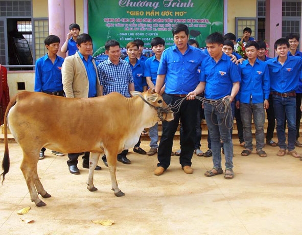 Đoàn viên thanh niên được nhận bò giống từ chương trình 