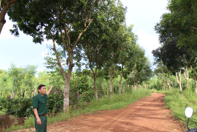 Con đường Cựu chiến binh tự quản của Hội CCB xã Quảng Hiệp (huyện Cư M’gar) rợp bóng cây xanh.