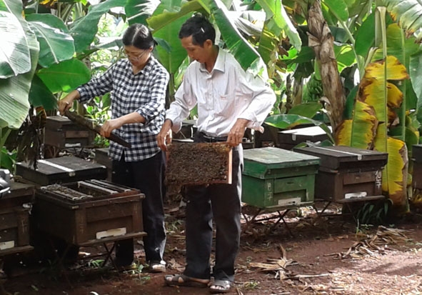 Ông Nguyễn Chí Toàn kiểm tra đàn ong của gia đình.