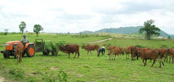 Trại bò giống của Trung tâm Giống cây trồng, vật nuôi tỉnh.  
