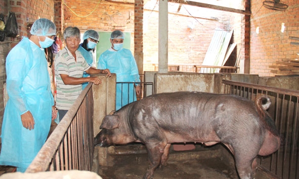 Cán bộ  Chi cục  Chăn nuôi và Thú y kiểm tra chất lượng heo đực giống ở huyện  Ea Kar.