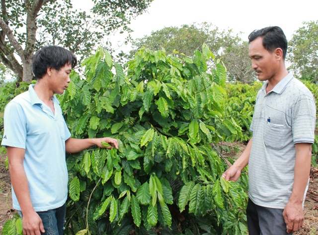 Anh Nông  Văn Tuân (bìa phải) chia sẻ  kinh nghiệm sản xuất  với người dân trong thôn.