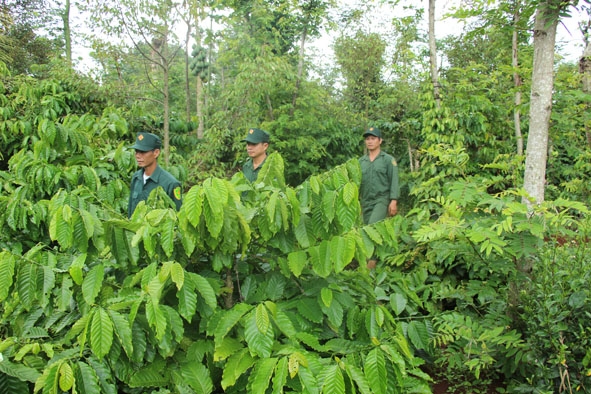 Tổ dân phòng thôn Hòa Thắng, xã Hòa Đông (Krông Pắc) tổ chức kiểm tra vườn cà phê trước vụ thu hoạch mới.  
