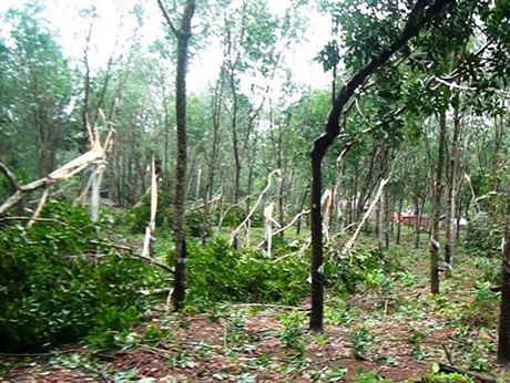Một vườn cao su ở Ea Súp bị thiệt hại do bão số 12