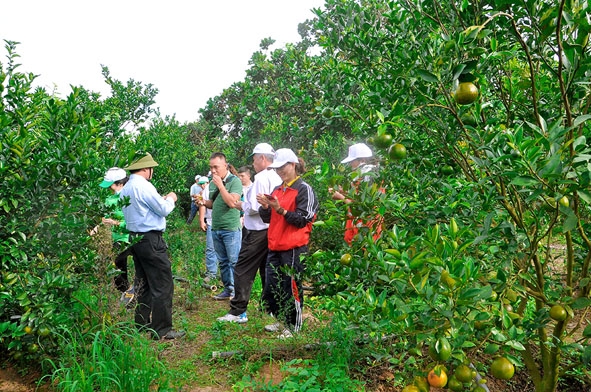 Du khách tham quan vườn cây ăn quả ở Ea Sô - Ea Kar.
