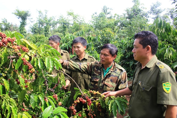 Công an xã Ea Kpam tuần tra bảo vệ vườn cà phê cho người dân trên địa bàn. 