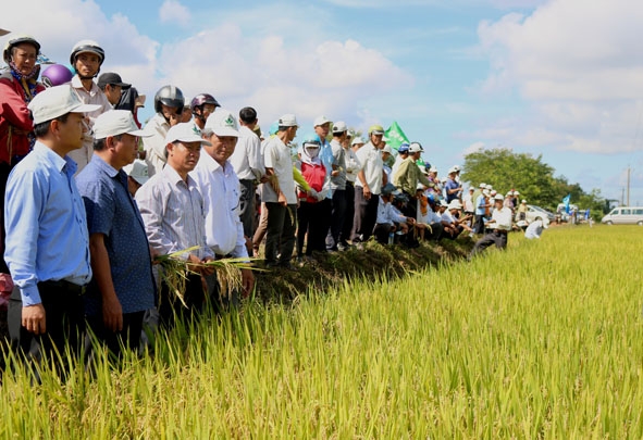 Người dân tham quan mô hình giống lúa mới ở huyện Ea Kar. 