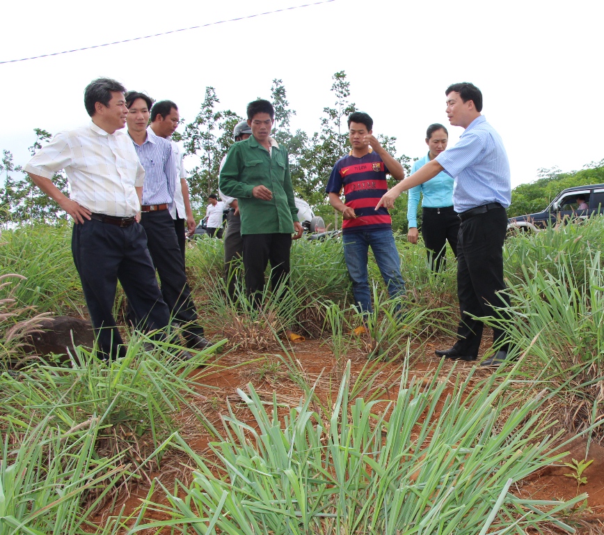 Vườn nguyên liệu của HTX sản xuất và chế biến tinh dầu sả Tân Trào tại xã Ea Tir.
